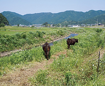 農地との間に牛を放牧