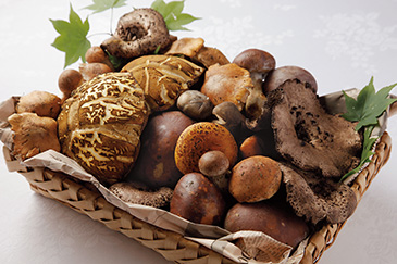 ジビエ料理には地元で採れた野菜も使う。夏~秋にはポルチーニ茸やシモフリシメジなどのキノコ類が豊富だ