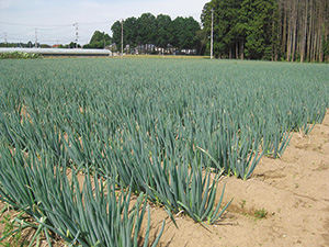 がれきや堆積土砂を除去したほ場で栽培を開始した
