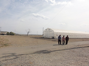 2年前、津波で何もなくなった北萱浜にビニールハウスを建て、再生の一歩を踏み出した 撮影/寺島英弥 河北新報社