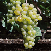 リースリング・リオン