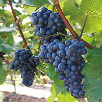 ツヴァイゲルトレーベ