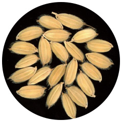 和みリゾットもみ