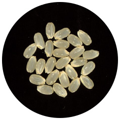 ひとめぼれ玄米