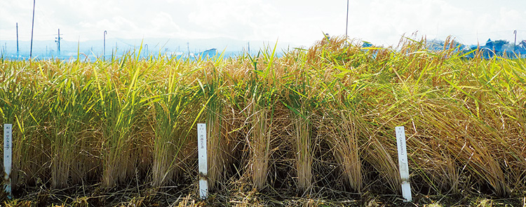 左からひとめぼれ、和みリゾット、CARNAROLIの稲穂。稈長はCARNAROLIよりも短く、ひとめぼれと同程度のため、倒伏の心配が少ない