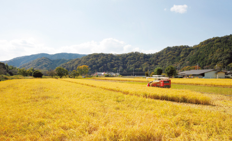 東京ドーム210個分!!東京都千代田区の広さにも匹敵する1,000ヘクタールの大規模水田