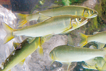 長良川上流で釣り上げられる郡上（ぐじょう）鮎は料亭などにも出荷される高級魚