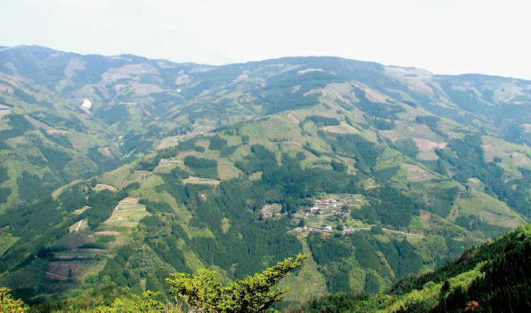 針葉樹と広葉樹が交互に生えている宮崎県諸塚村のモザイク林