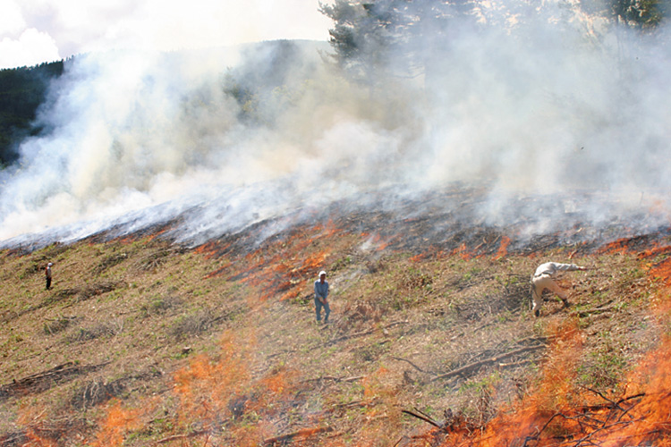 椎葉村で今も行われている焼畑農業は、肥料も農薬もまったく使わない。4年間の輪作後は森に戻し、地力を回復させる