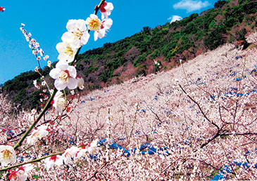 「梅の産地・田辺市を代表する田辺梅林は「一目30万本」とも形容される