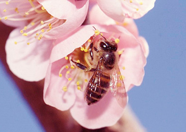 薪炭林に生息するニホンミツバチは梅の受粉を担っている