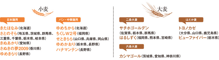 小麦:日本麺用/きたほなみ(北海道)、さとのそら(埼玉県、茨城県、群馬県、三重県、千葉県、栃木県、岐阜県)、きぬあかり(愛知県)、さぬきの夢2009(香川県)、ゆめきらり(長野県)、パン・中華麺用/ゆめちから(北海道)、ちくしW2号(福岡県)、せときらら(山口県、兵庫県、岡山県)、ゆめかおり(栃木県、長野県)、ハナマンテン(長野県)、大麦:二条大麦/サチホゴールデン(佐賀県、栃木県、群馬県)、はるしずく(福岡県、熊本県、宮崎県)、はだか麦/トヨノカゼ(大分県、山口県、鹿児島県)、ビューファイバー(栃木県)、六条大麦/カシマゴール(茨城県、愛知県、神奈川県)