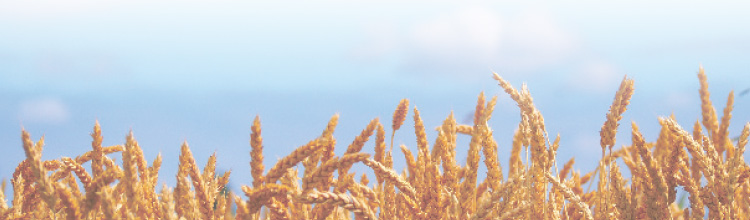 麦の穂