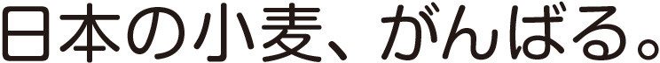 日本の小麦、がんばる。