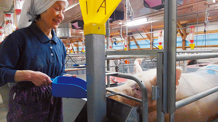 飼育しているのは繁殖能力の高いニューシャム(ハイブリッド豚)。愛情をこめて育てている