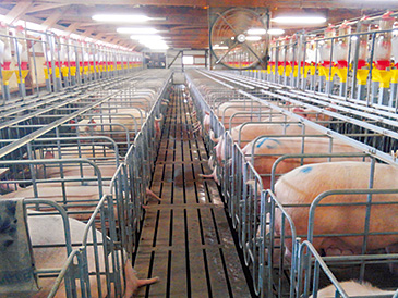 防疫体制を追求。豚舎、堆肥舎、自動給餌装置などを整備した