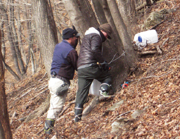 カエデの樹液採取は、冬の1?3月に行われる