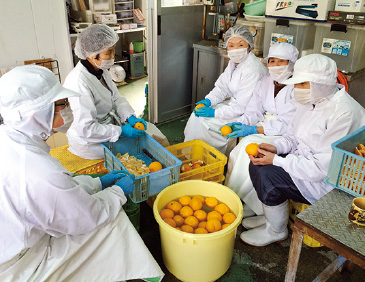 農作業や加工で活躍する「早和なでしこ」メンバーの作業風景