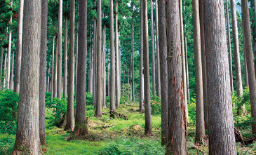 岡山県の「西粟倉村共有の森ファンド」では、「百年の森林事業」に参画する森林組合への機械リース事業を展開