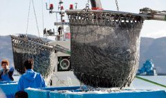 水揚げのようす