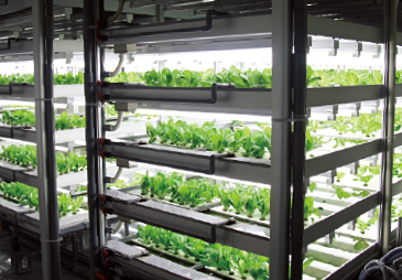 人工光で昼夜を作り出す、レタスの完全人工光型生産システム