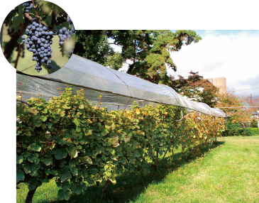 研究センター前の畑では、メルローなどの品種を栽培