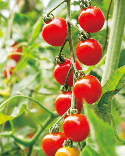 真っ赤に完熟するまで一粒一粒丁寧に育てられるミニトマト。