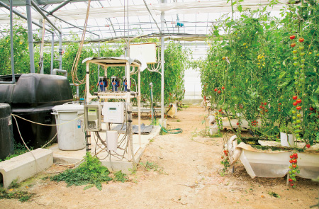 新美さんが考案した水耕栽培キット&肥培管理システムで、水と肥料を管理している。