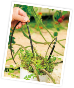 新美さんが考案した水耕栽培キット&肥培管理システムで、水と肥料を管理している。