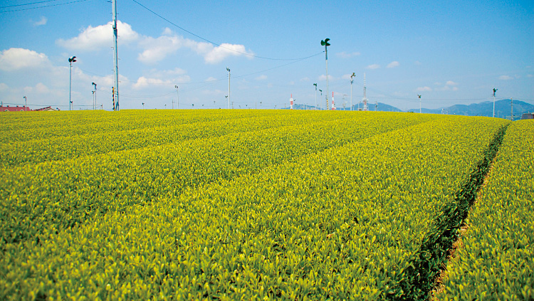 農研機構果樹茶業研究部門の茶畑。お茶の新たな機能性成分の発見が期待される。