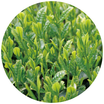 そうふう 香りがよいのが特徴。「花香」といって、東洋ランのような香りとされている。うまみがある。