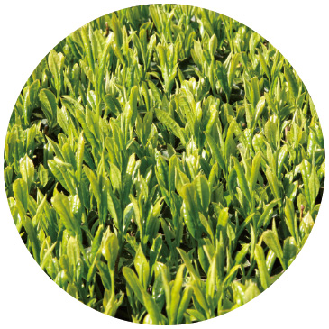 さえみどり 新葉は明るい緑色。特にうまみが強く、おいしい品種。玉露として使われることが多い。