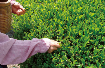 緑茶品種の栄養成分調査のため、丁寧に手摘みする。