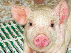 山形県山辺町産の米で育った地元のブランド豚「舞米豚(まいまいとん)」。