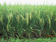 多収品種「北陸193号」で単収1トン(モミ重)を実現した農家も。