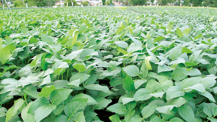 一面に広がる大豆畑。