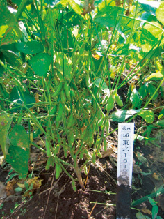 「きぬさやか」莢（さや）の肥大期。