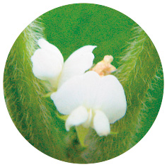 一般的な大豆の花の色は紫だが、「きぬさやか」は白。