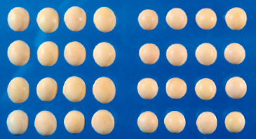 左が「スズユタカ」、右が「きぬさやか」。