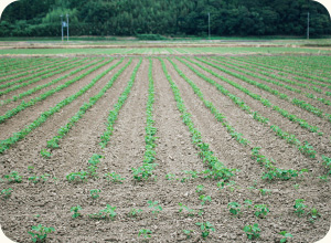 種をまいて3日ほどで芽が出始める。写真は約10日後の様子。芽はピンとしっかり伸びてくる。