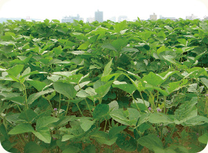 8月下旬ごろに、花が咲き始める。このころからたくさん水を吸収して成長するので、土の乾燥には注意。