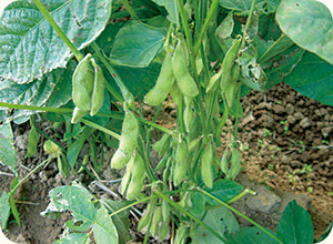 9月に入ると、さやがつき、さやの中で種子が成長する。さやが膨らんだら、枝豆になる。