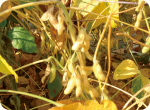 11月中旬ごろには、さやが徐々に黄色になってくる。さやの中でも少しずつ枝豆から大豆に変化してくる。