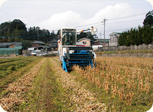 完全に葉が落ちたころに、さやを振って中で豆がカサカサと音がするようになったら収穫する。
