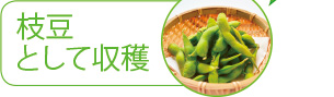 枝豆として収穫