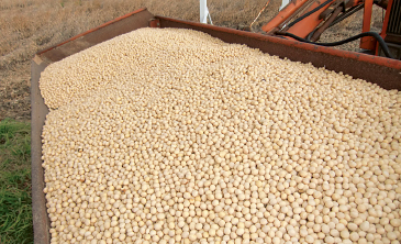 昨年度出荷した大豆の99パーセントが上位等級(1等・2等)。