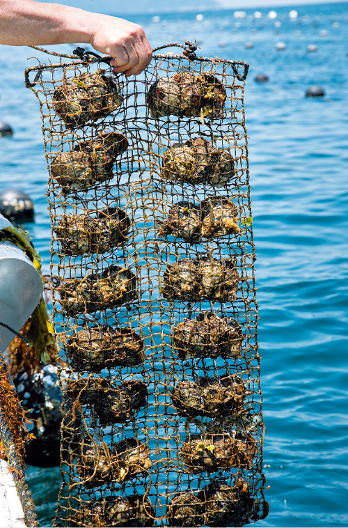 真珠を体内に抱えた珠貝(たまがい)たち。この珠貝はことしの12月に浜揚げされるもの。