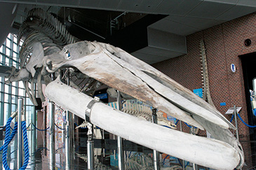 (I)しものせき水族館「海響館(かいきょうかん)」