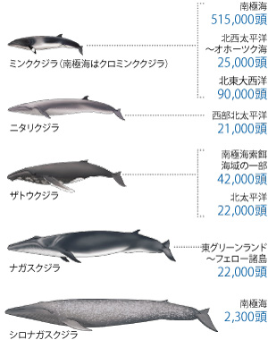 鯨の(推定)資源量