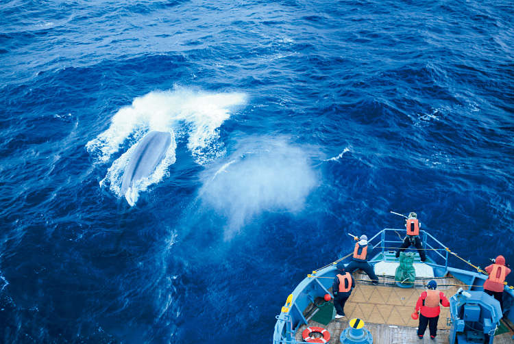 鯨の調査では、DNA情報等の収集を目的としたバイオプシー試料の採集(非致死的調査)も行っている。